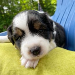 Australian Shepherd Puppies from Wild Atlantic  Aussies
