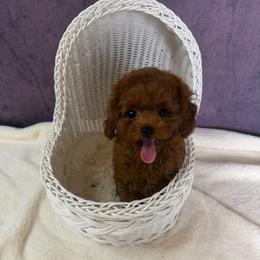 Louis(AKC tiny) - Red  male Poodle puppy in Moreno Valley, California from Yanni's Poodle