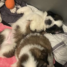 Saint Bernard Puppies from Southern Saints