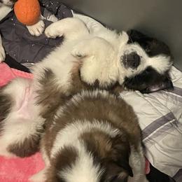 Saint Bernard Puppies from Southern Saints