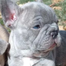 French Bulldogs from Backwoods Frenchies