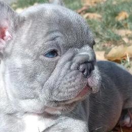 French Bulldogs from Backwoods Frenchies