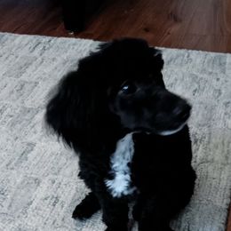 Poodle Puppies from S.H.A.R.P.’s Toy Poodles