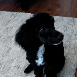 Poodle Puppies from S.H.A.R.P.’s Toy Poodles
