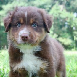 MadHatter-1200-ready to go - Red tri-color male Australian Shepherd puppy in Star City, Arkansas from Blush & Lace Aussie Co.