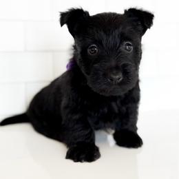 Lavender - Black female Scottish Terrier puppy in Mount Joy, Pennsylvania from K&M Kennel