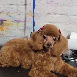 Dakota - Poodle