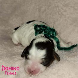 Dominos - Tri-color female Australian Labradoodle puppy in Beecher, Illinois from Erica’s Doodles