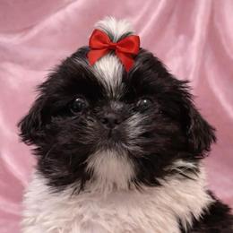 Bianca - Black and white female Shih Tzu puppy in Covington, Georgia from Top Hats 2  Shih Tzu’s
