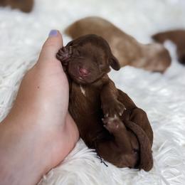 Piper - Red female Cavapoo puppy in Reeds Spring, Missouri from As Good As Goldendoodles and more