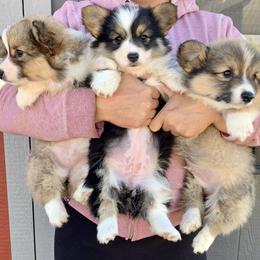Pembroke Welsh Corgi Puppies from Nunas Corgis