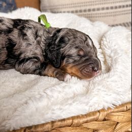 Rusty - Merle male Bernedoodle puppy in Ammon, Idaho from Little Stone Bernedoodles