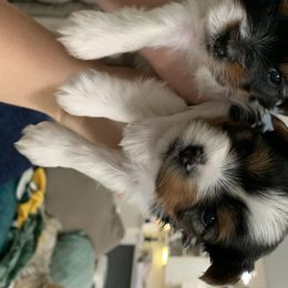 Biewer Terrier Puppies from Biewer Terrriers of Stone Creek