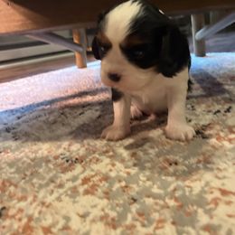 Cavalier King Charles Spaniel puppies from Trina’s Little Lap Dogs