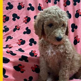 Peaches - Poodle puppy from Ransone’s Ridge Runners Poodles and Doodles