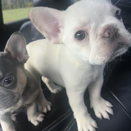 French Bulldog Puppies from Cocoskennel