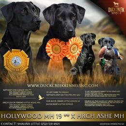 Labrador Retriever puppies from Duck Creek Kennels