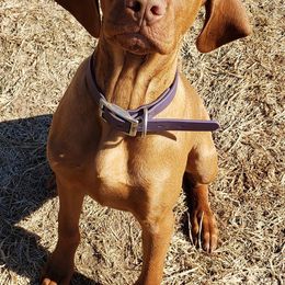 Vizslas from Mira Vizslas