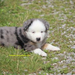 Cosmos - Blue merle male Miniature American Shepherd puppy in Hillsdale, Michigan from Faithwalk Aussies and Mini American Shepherds