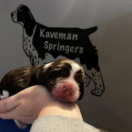 Male Liver Tri-  Spice - Liver white and tan male English Springer Spaniel puppy in Pacific, Washington from Kaveman Springers