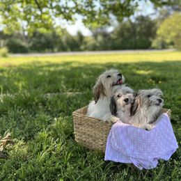 Havanese Puppies from Home with Havanese