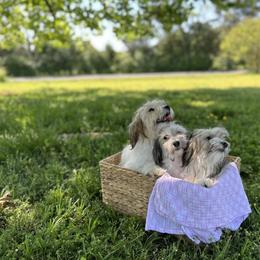 Havanese Puppies from Home with Havanese