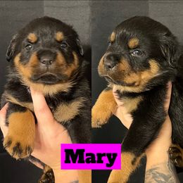 Mary - Rottweiler puppy in North Carolina from Wild Gnome Kennel