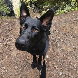 Asta - Black male German Shepherd puppy in Oscoda, Michigan from Sstar