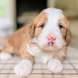 Clover - Red  female Goldendoodle puppy in Calvin, Oklahoma from BellaDoodles
