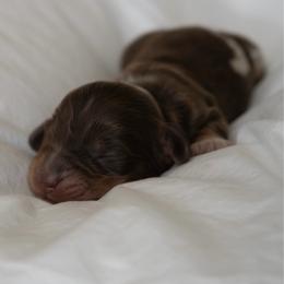 Nash - Dapple male Dachshund puppy in Memphis, Tennessee from Lone River Dachshunds