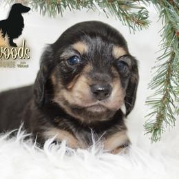 Dachshund Puppies from Piney Woods Miniature Dachshunds