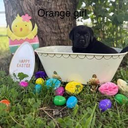 Orange girl - Black female Labrador Retriever puppy in Corning, California from Raven's Labradors