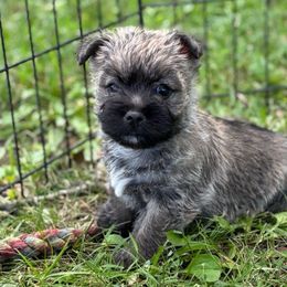 Jill - Cream female Cairn Terrier puppy in Mountain Grove, Missouri from CreekTop