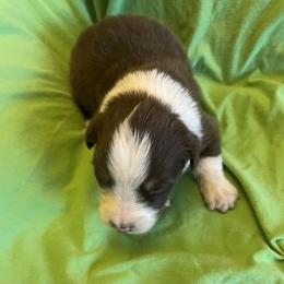 Zeke - Red tri-color male Australian Shepherd puppy in Hammond, Louisiana from Gold Ring Australian Shepherds