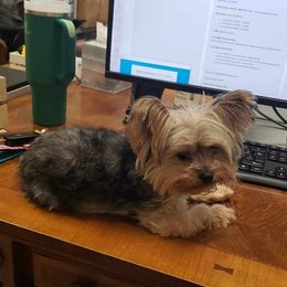 Papa - Yorkshire Terrier