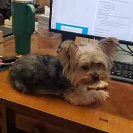 Papa - Yorkshire Terrier