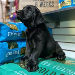 Labrador Retriever Puppies from The Homestead at Little Creek