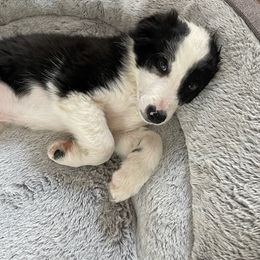 Border Collie Puppies from Bond Border Collies