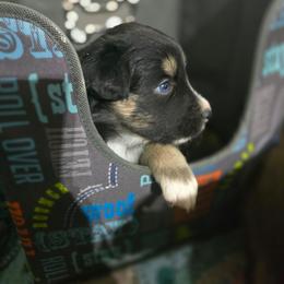 Light blue  collar boy - Black tri-color male Australian Shepherd puppy in Rainsville, Alabama from Chaparro Farm