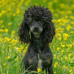 Soda - Aussiedoodle