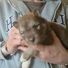 Dill - Chocolate male Pomsky puppy in Weir, Texas from Bluebonnet Pomskies