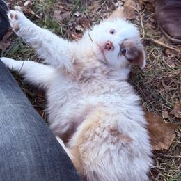 Charms - Red merle female Australian Shepherd puppy in Warsaw, Missouri from Siercks Ranch Aussies