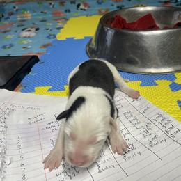 Saldis - Black and white female Border Collie puppy in Aledo, Illinois from Claycreek Ranch