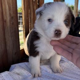 Cookie - Red tri-color male Australian Shepherd puppy in Fontana, California from J.O Family Aussies