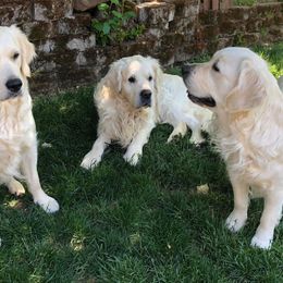 Golden Retriever Puppies from West Coast Cream Goldens