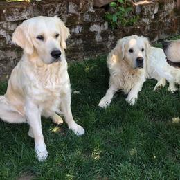 Golden Retriever Puppies from West Coast Cream Goldens