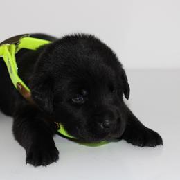 Wolf - Black male Labrador Retriever puppy in Morrilton, Arkansas from Ancient Dogges Performance Dogs