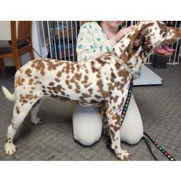 Oliver - Dalmatian
