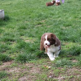Australian Shepherd Puppies from Starlit Grove Australian Shepherds