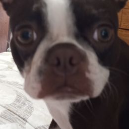 Boston Terrier All Grown Up from Jessica's Boston Terriers